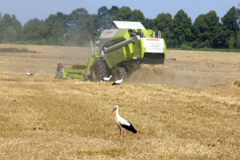 SIA «Ceraukstīte», tāpat kā citviet Bauskas, Rundāles, Iecavas novadā, pagājušajā nedēļā sākta ziemas kviešu kulšana. Kombainus ielenkusi «agronomu brigāde» – šovasar īpaši drosmīgie baltie stārķi. 