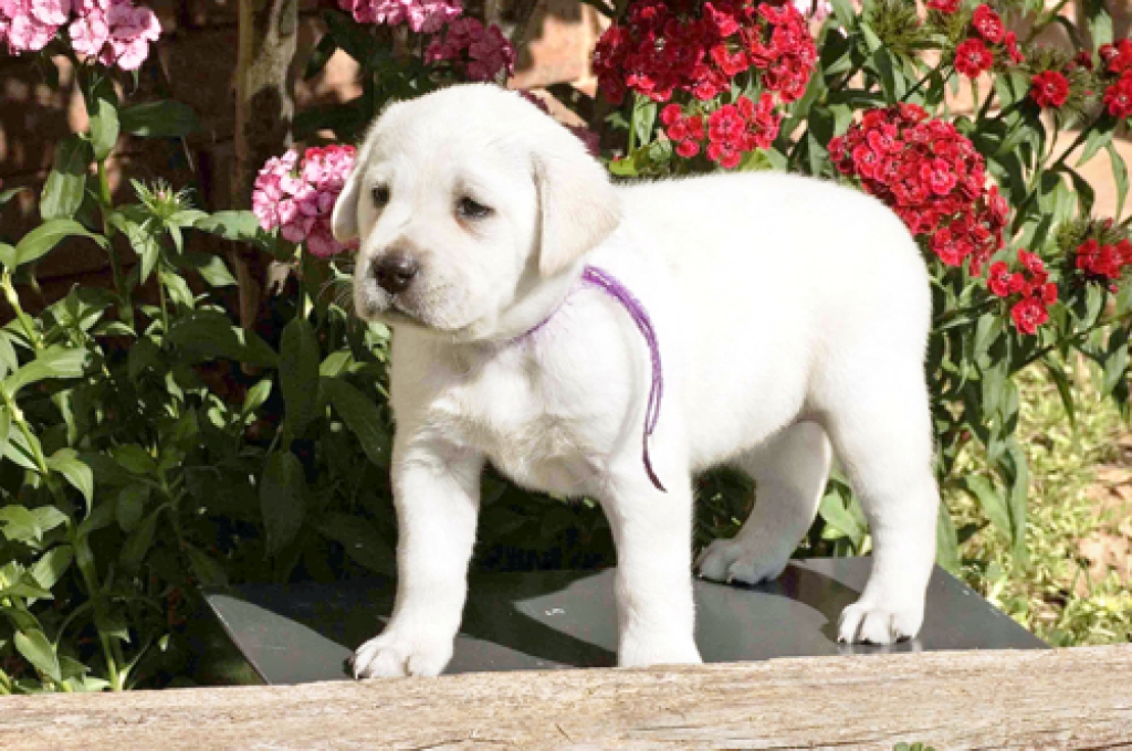 Suns prasa uzmanību.