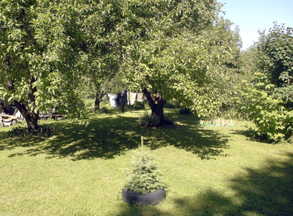 Ābeles ir sadalītas starp mājas īrniekiem.