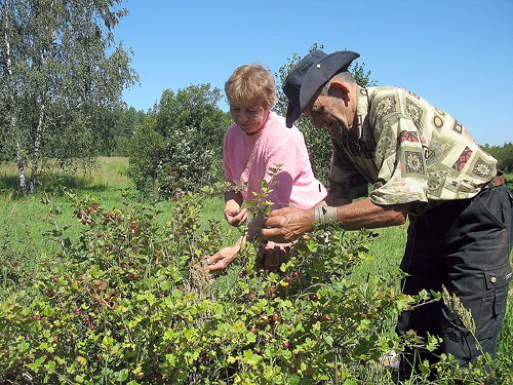 Lasīt ogas lauku saimniekiem palīdz Dagnija Staņķe un Jānis Kanna.