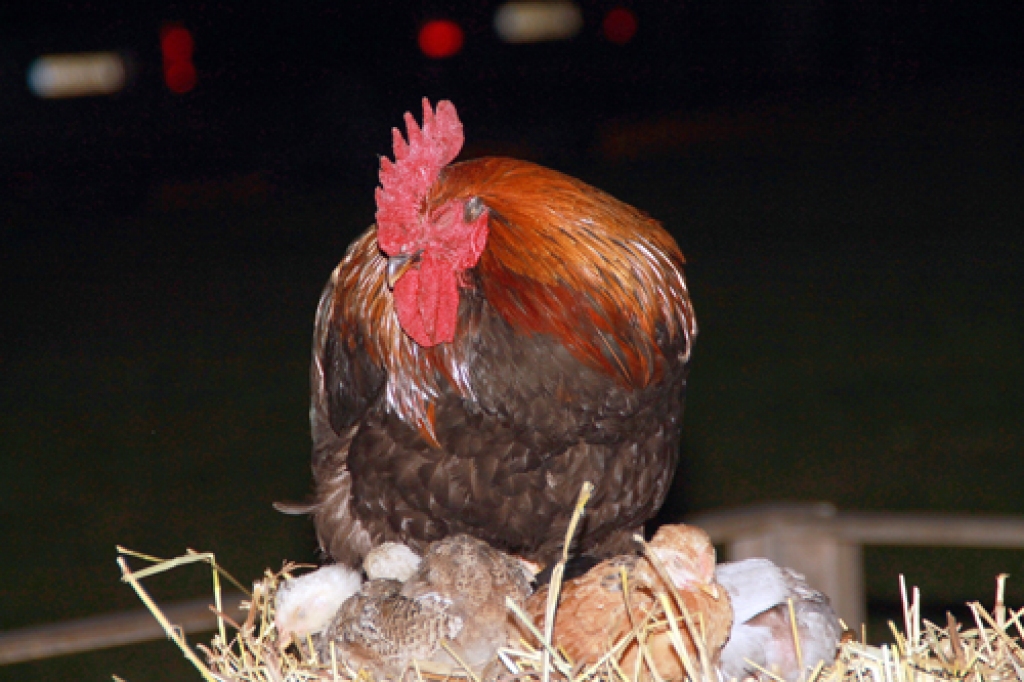 Aluksniesiem.lv raksta attēla aizvietotājs