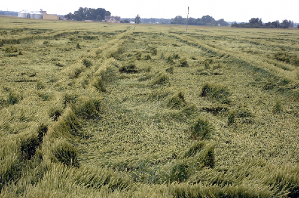 Lietus un vējš sagāzis veldrē daudzus labības laukus Codes pagastā. 