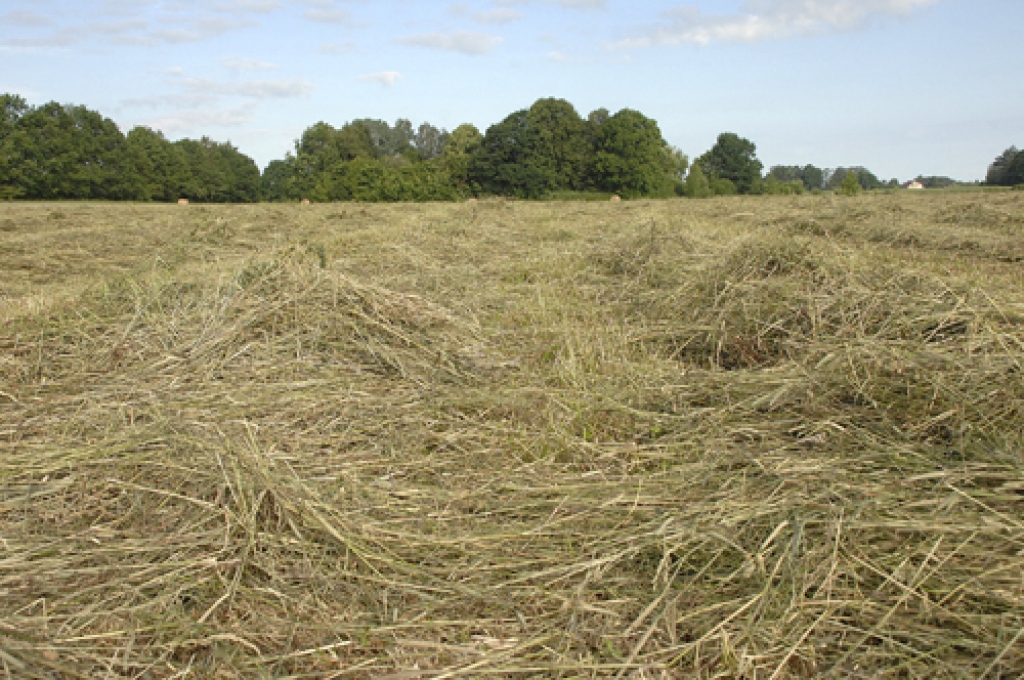 zeme īpašumā tomēr dod lielākas garantijas, uzskata zemnieki. Zemgales reģionā par kredītiem zemes iegādei jau interesējušies 109 lauksaimnieki. 
