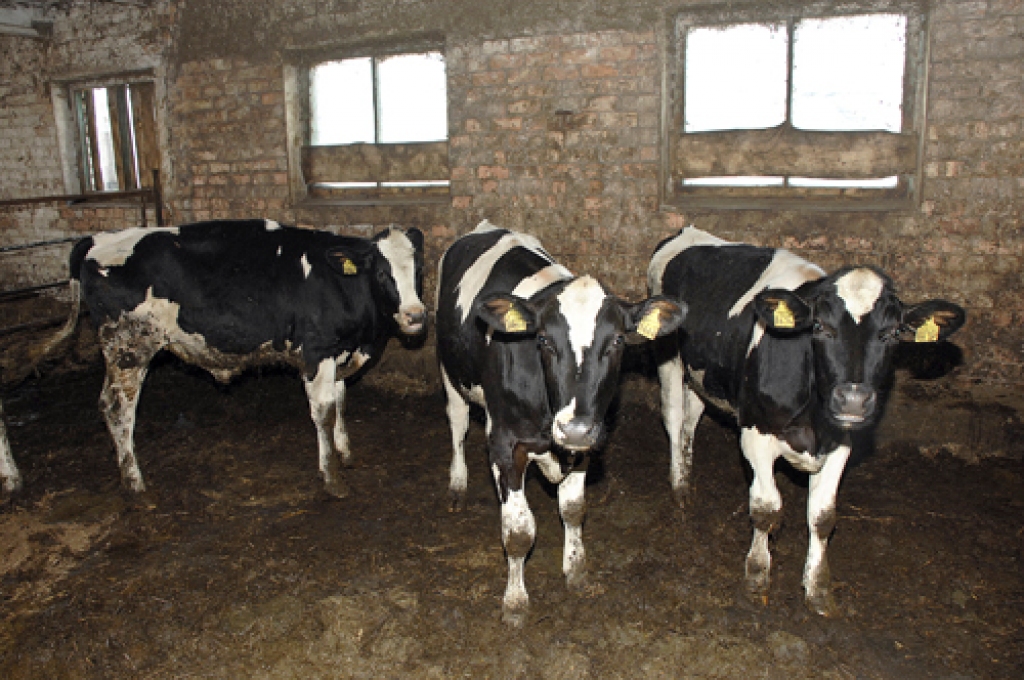 Kandidāti augstvērtīgam steikam. Lai noteiktu, vai bullis būs perspektīvs, jāskata tā eksterjers. Ja spalva ir glīta un spīdīga, izskats veselīgs, lopiņš jānodala no citiem un jāaudzē pēc īpašām metodēm. «Krišjāņu» saimniecībā jau atlasīti pieci kandidāti, kas sasnieguši pusgada vecumu. 