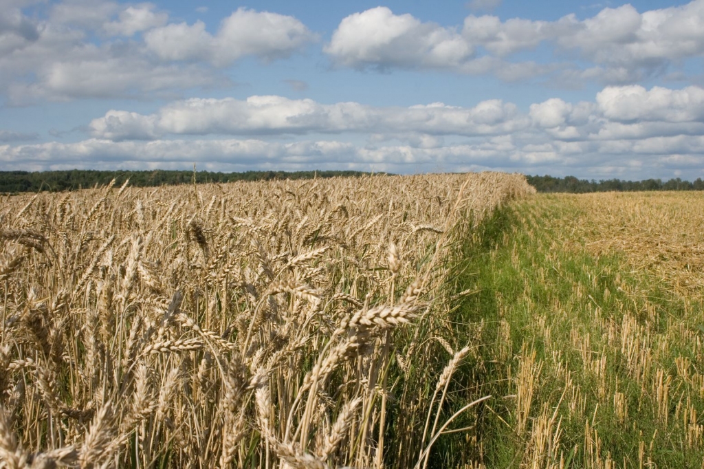 Zemniekiem nu ir iespēja saņemt kredītu zemes iegādei. Kopējā lauksaimniekiem paredzētā kredītlīnija zemes iegādei lauksaimnieciskās ražošanas attīstīšanai ir 10 miljoni latu.
Autors: no spoki.lv