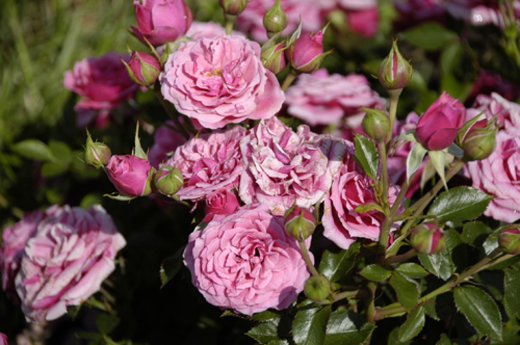 Autors: no «Bauskas Dzīves» arhīva.