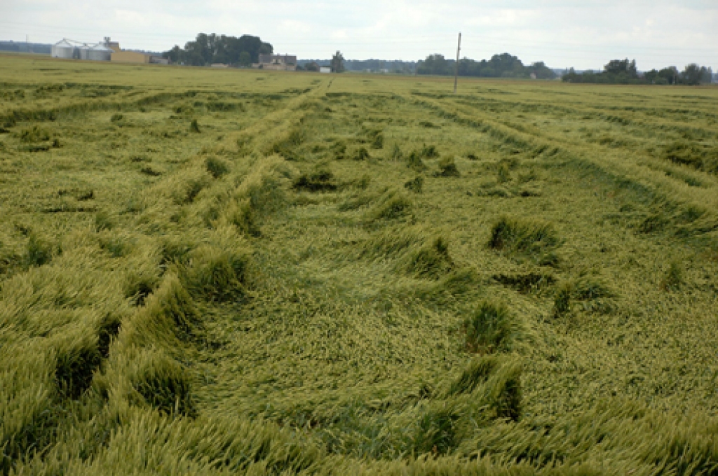 Lietus un vējš sagāzis veldrē daudzus labības laukus Codes pagastā. 
Autors: Ivars Bogdanovs