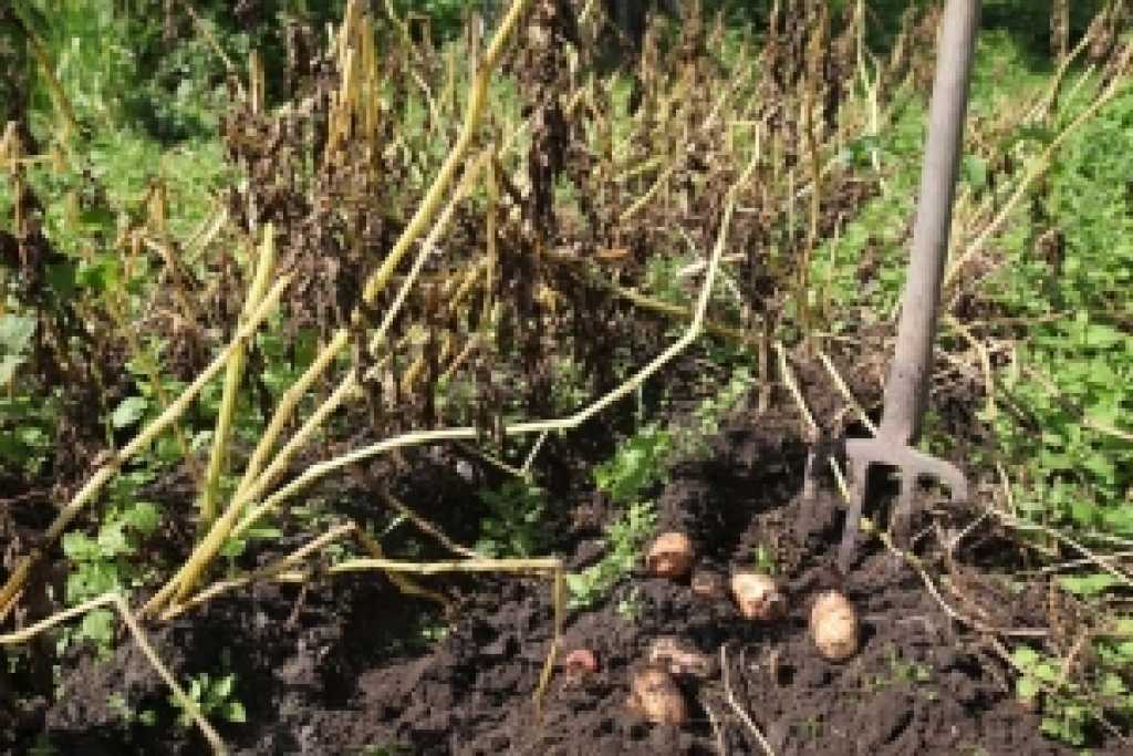 Autors: ziemellatvija.lv