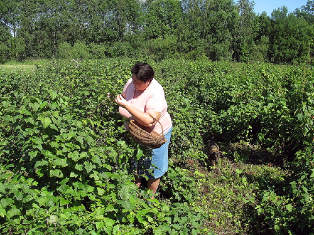 Velta Dūra uzsver, ka augiem kaitē saules trūkums un pārmērīgais mitrums, tādēļ ogas nav tik saldas kā citugad.
Autors: Māris Krūmiņš