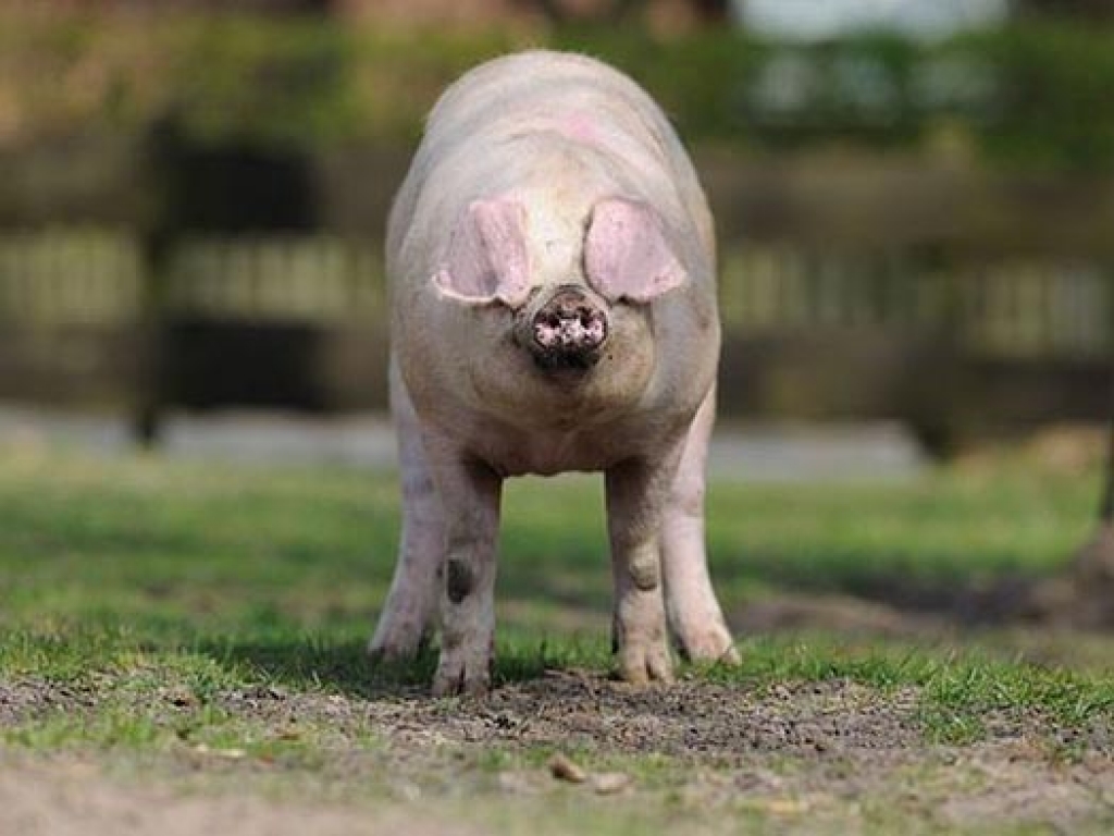 Fotoattēlam ilustratīva nozīme.
Autors: kasjauns.lv