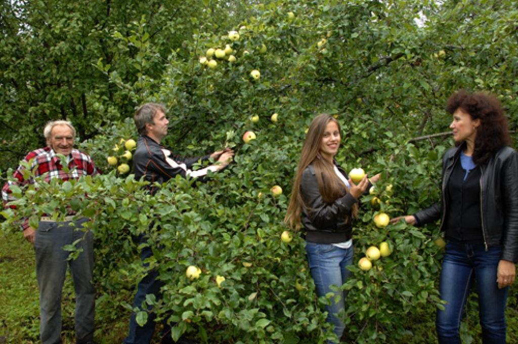 SIA «Rundāles dārzi» saimnieki Arvis (otrais no kreisās) un Sendija Minusi un vectēvs Jānis Saulkalns gaida mazmeitas Paulas degustācijas vērtējumu `Atvasaras` šķirnes āboliem.
Autors: Ivars Bogdanovs