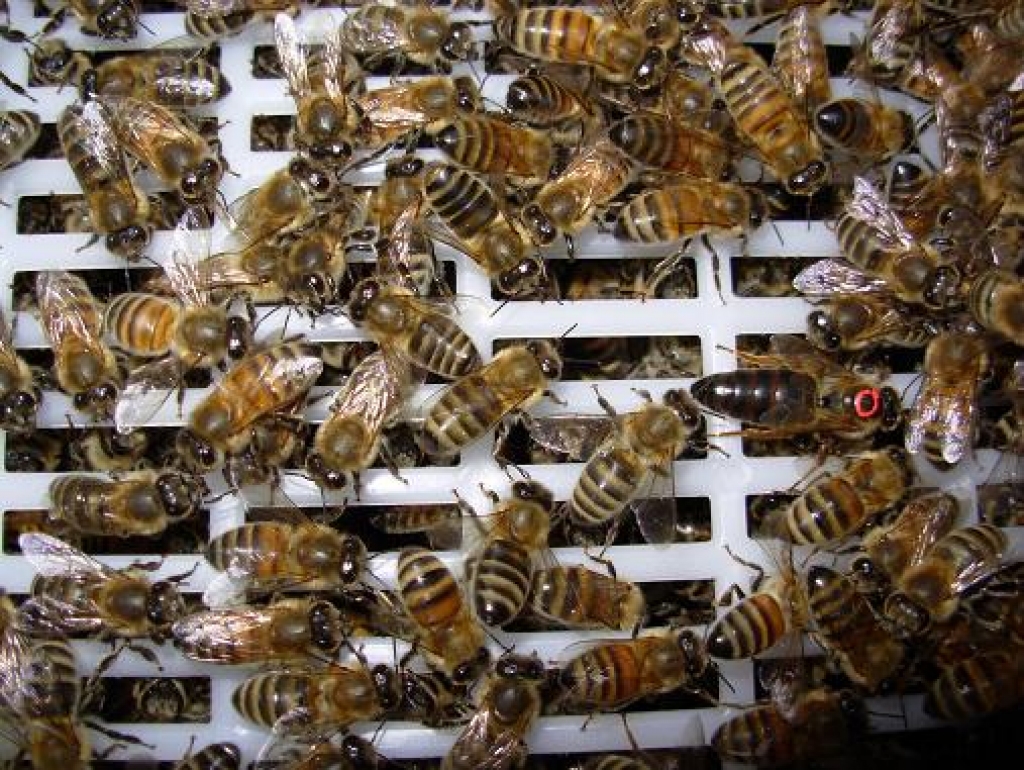 Fotoattēlam ilustratīva nozīme.
Autors: dravnieks.lv