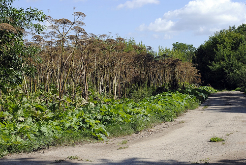 Autors: Māris Krūmiņš