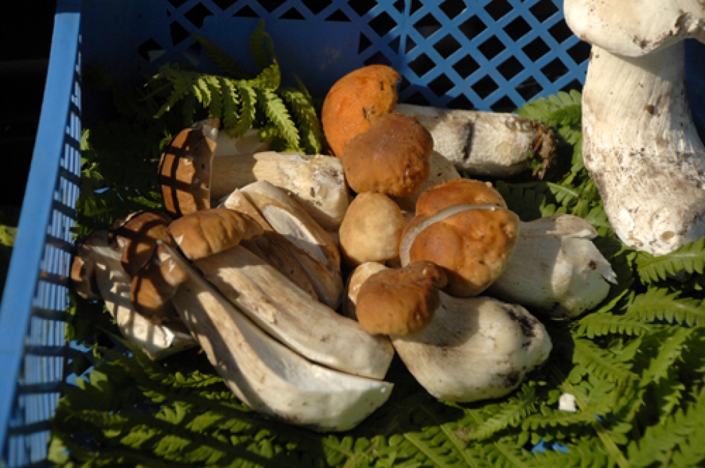 Saglabājoties labvēlīgiem laika apstākļiem, baravikas un citas bekveidīgās sēnes mežos vēl parādīsies.
Autors: Ivars Bogdanovs