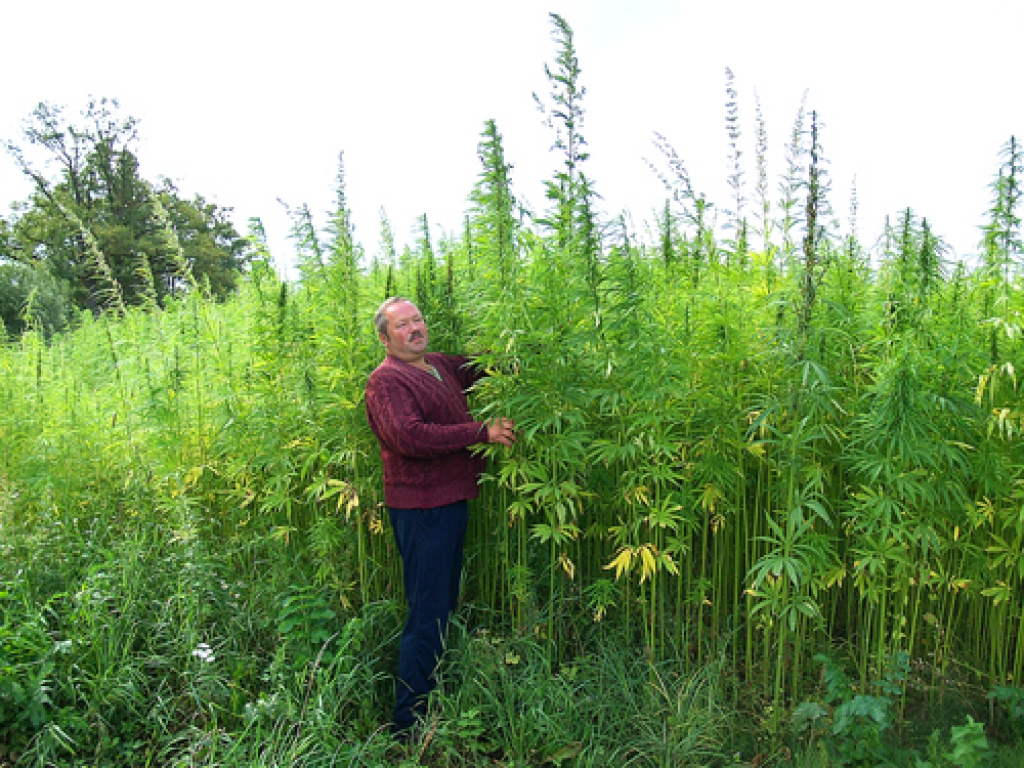 Armands Saulīts savos laukos izaudzē vairāk nekā trīs metrus garas kaņepes.
Autors: Antra Ērgle