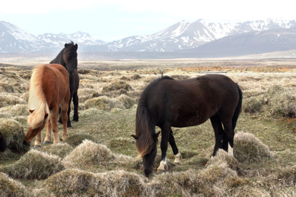 Islandes zirgi ir sena un ziemeļiem piemērota šķirne.