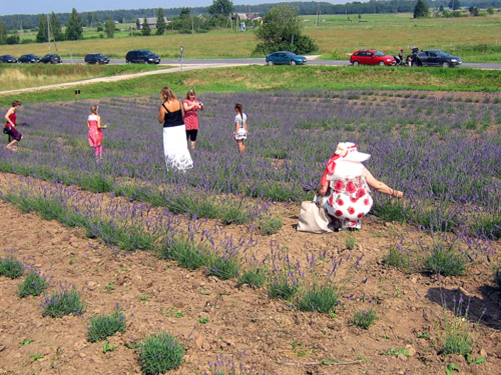 Lavandu lauks Saldus novada Jaunlutriņu pagastā. 