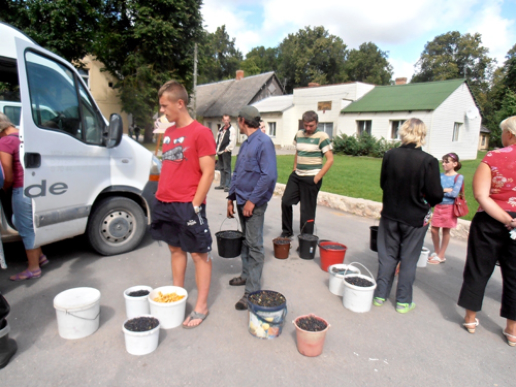Bārbelieši katru dienu salasa pilnus spaiņus ar mellenēm un noteiktā laikā gaida atbraucam uzpircējus no Taurkalnes.