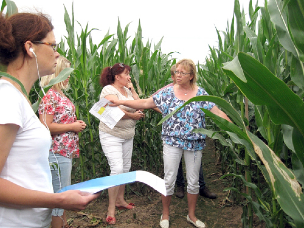 Ieva Litiņa (no labās) izrāda ar digestātu mēslotos un nemēslotos kukurūzas stādījumus.