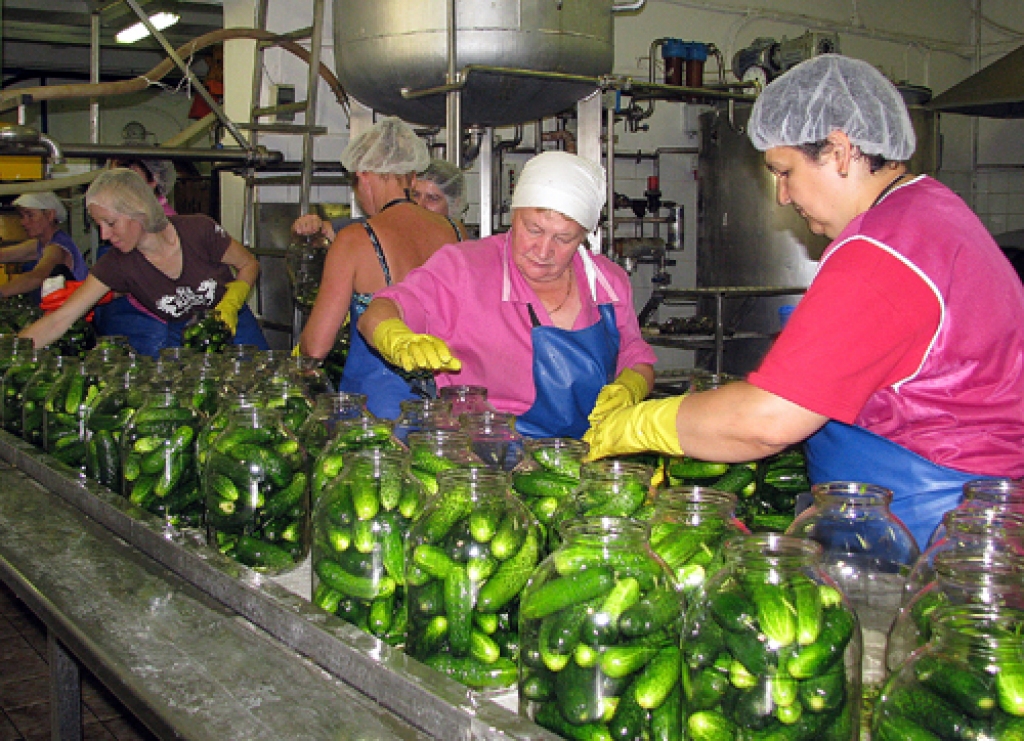 Pašlaik SIA «Kronis» notiek intensīva gurķu marinēšana. Lai paveiktu iecerētos apjomus, uzņēmums līdztekus pastāvīgajiem speciālistiem darbā pieņēmis sezonas strādniekus. 