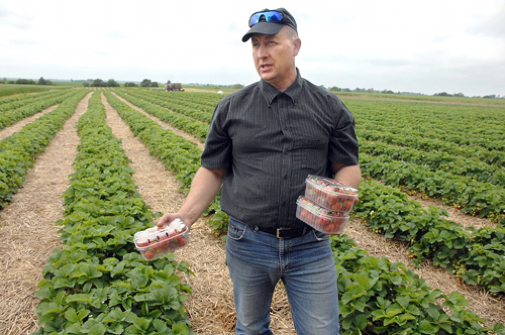 Andris Buķelis lēš, ka pie viņa saimniecības audzēto zemeņu zīmola klienti pieradīs pāris gados. Jābūt tikai kvalitātei.