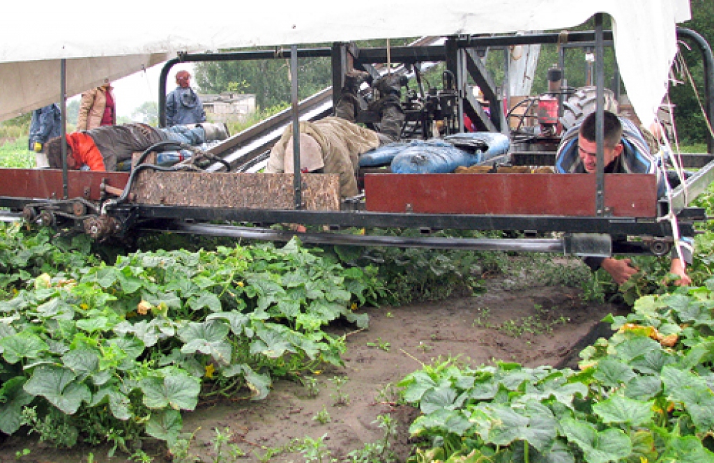 Gurķu novākšana, kas izsenis bijis tikai roku darbs, daļēji tiek mehanizēta. 
Autors: Vilnis Auzāns