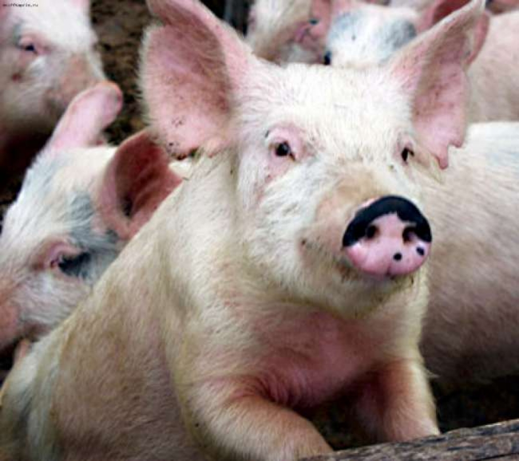 Fotoattēlam ilustratīva nozīme.
Autors: treideri.lv