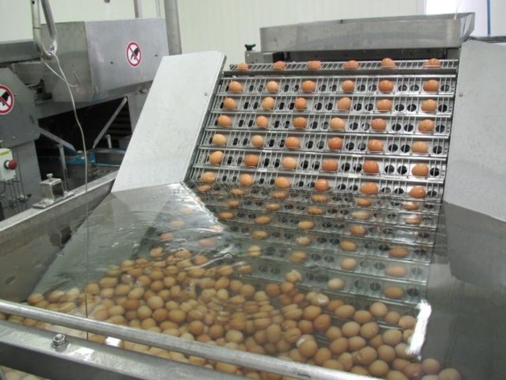 Iecavas novada uzņēmums «Balticovo» nodevis ekspluatācijā olu vārīšanas cehu, kurā ik stundu novāra un sagatavo pārdošanai 25 tūkstošus olu.
Autors: Publicitātes foto.