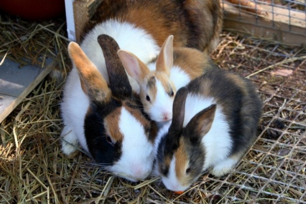 Fotoattēlam ilustratīva nozīme.
Autors: apollo.lv