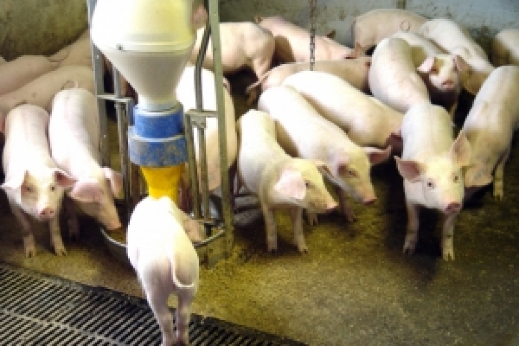 Autors: No «Bauskas Dzīves» arhīva.