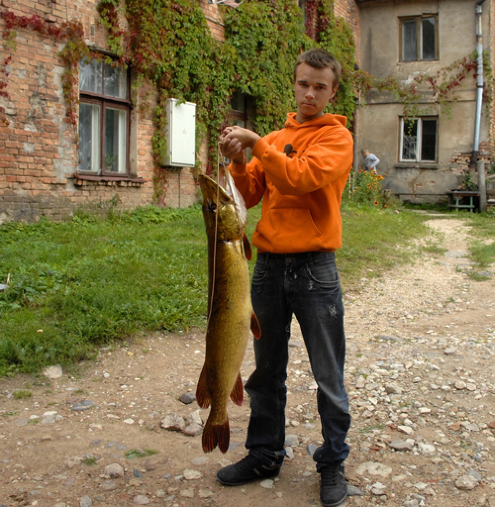 Milzu zaļsvārci Jānis Hortivs izvilcis Mēmelē pie Beku meža.
Autors: Ivars Bogdanovs
