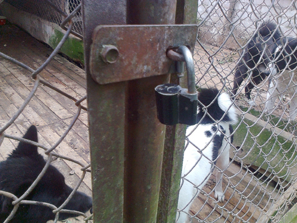 Atslēga pie suņu voljēra vārtiem Bērzkalnos ir nevis aizslēgta, bet gan brīvi karājas. 