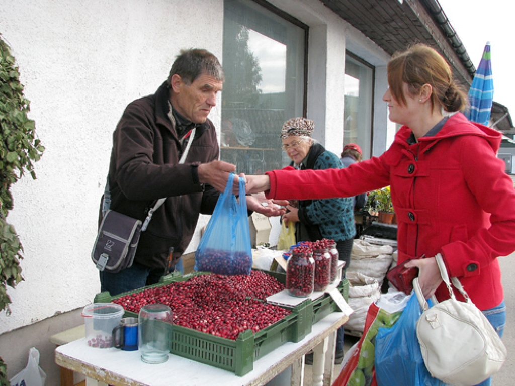 Baušķenieks Guntars Jaksts Bauzes tirgū pārdod dzērvenes, kuras salasījis purvā pie Gaujienas. 