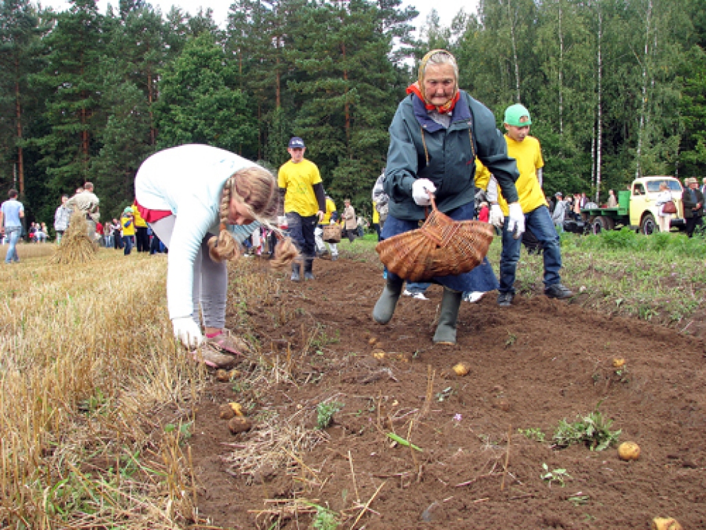 Rita Drizļonoka pavasarī piedalījās kartupeļu stādīšanā. Tagad, tos rokot, viņa ar ražu ir apmierināta.