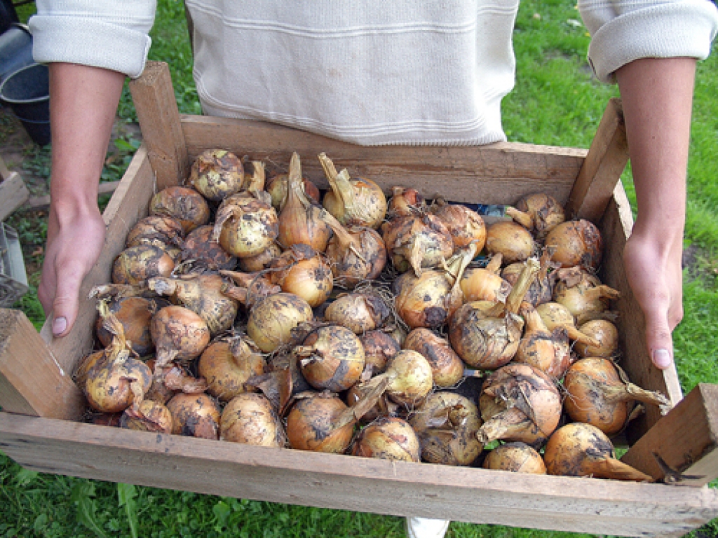 Labi izaugušie sīpoli patlaban tiek žāvēti, lai pēc tam tos varētu novietot glabātavā.