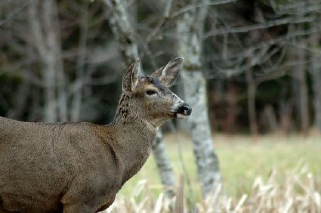 Fotoattēlam ilustratīva nozīme.