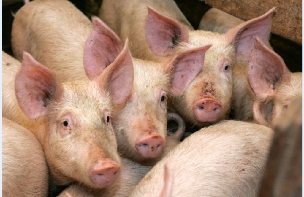 Fotoattēlam ilustratīva nozīme.
Autors: diena.lv