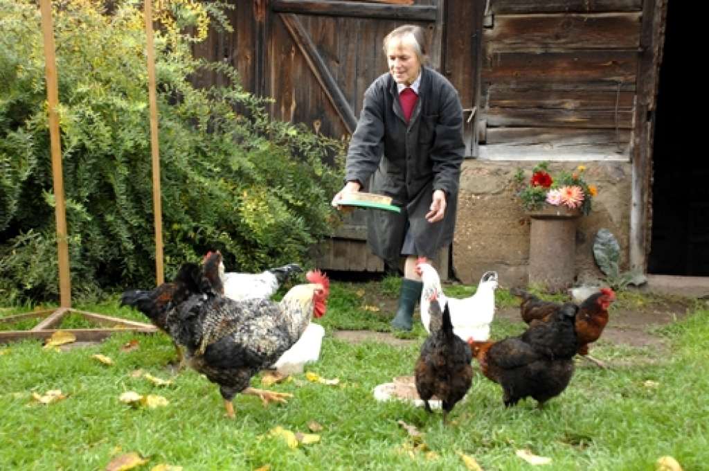 Skaidrīte Jostmane vistas audzē savās mājās Iecavā, ar gardām olām apgādājot ģimeni un Rīgas kundes.