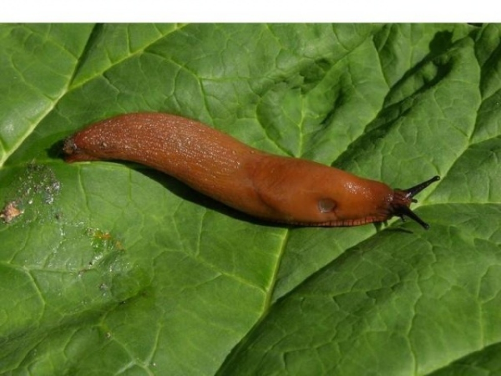 Fotoattēlam ilustratīva nozīme.