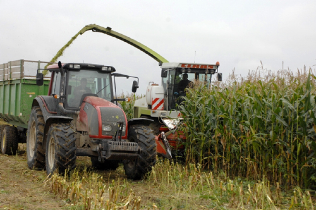 Brunavas pagasta zemnieks Ulda Akmentiņa laukos šonedēļ sākusies intensīva kukurūzas pļauja. Zaļā masa tiek likta lopbarībā.
Autors: Ivars Bogdanovs