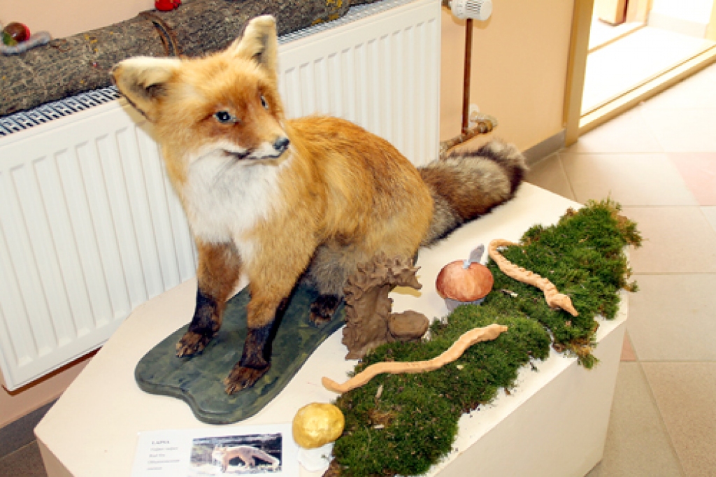 Rudā lapsa interesanta mazākajiem, kas līdz šim kūmiņu redzējuši tikai multfilmās.