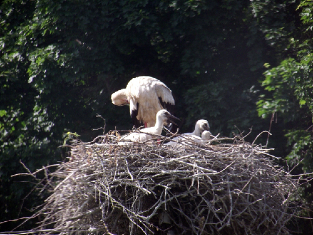 Stārķu ligzda šovasar pie Noviku ģimenes mājas Svitenē.
Autors: no Noviku ģimenes albuma.