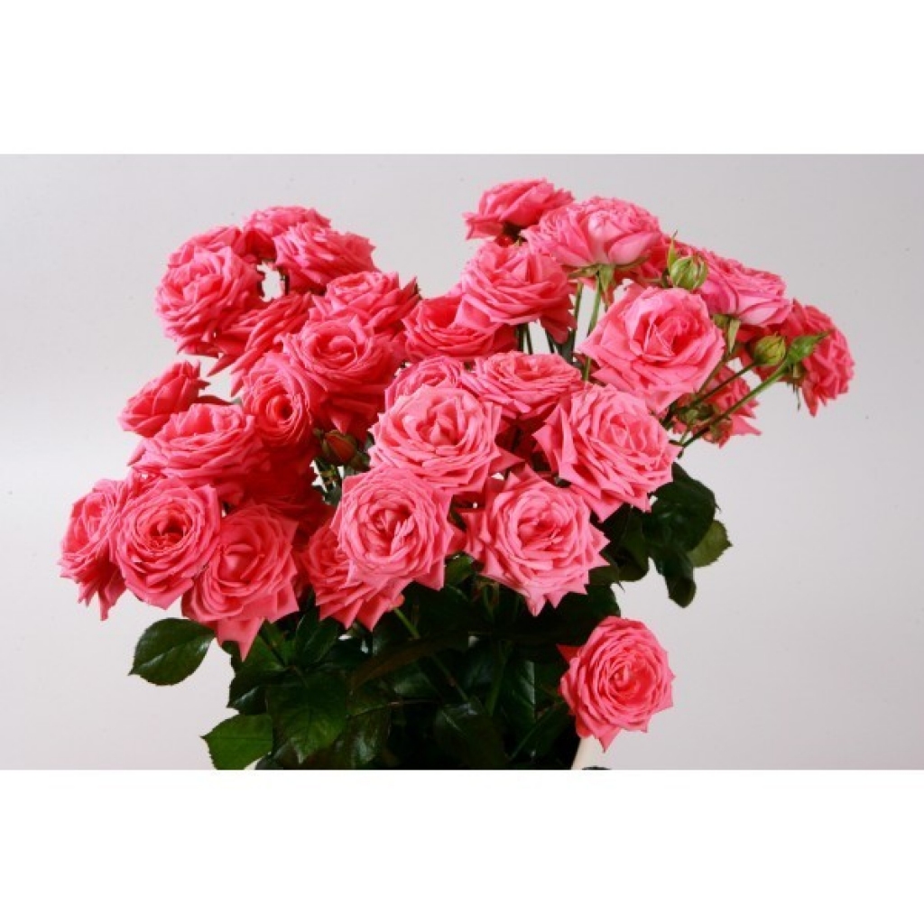 Autors: no «Bauskas Dzīves» arhīva.