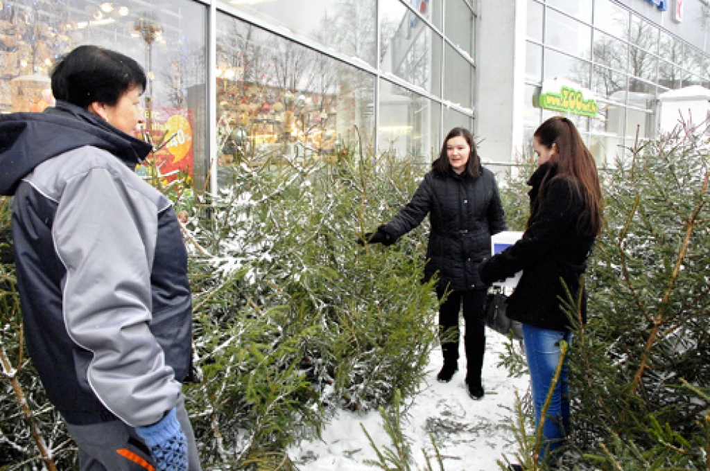 Eglītes novērtēšana. Pārdevēja Daiga Galvanauska (no kreisās) ļauj Gailīšu pagasta iedzīvotājām Kristīnei Patmalniecei un Kristiānai Sīlei izvēlēties sev tīkamāko Ziemassvētku kociņu. 
Autors: Ivars Bogdanovs