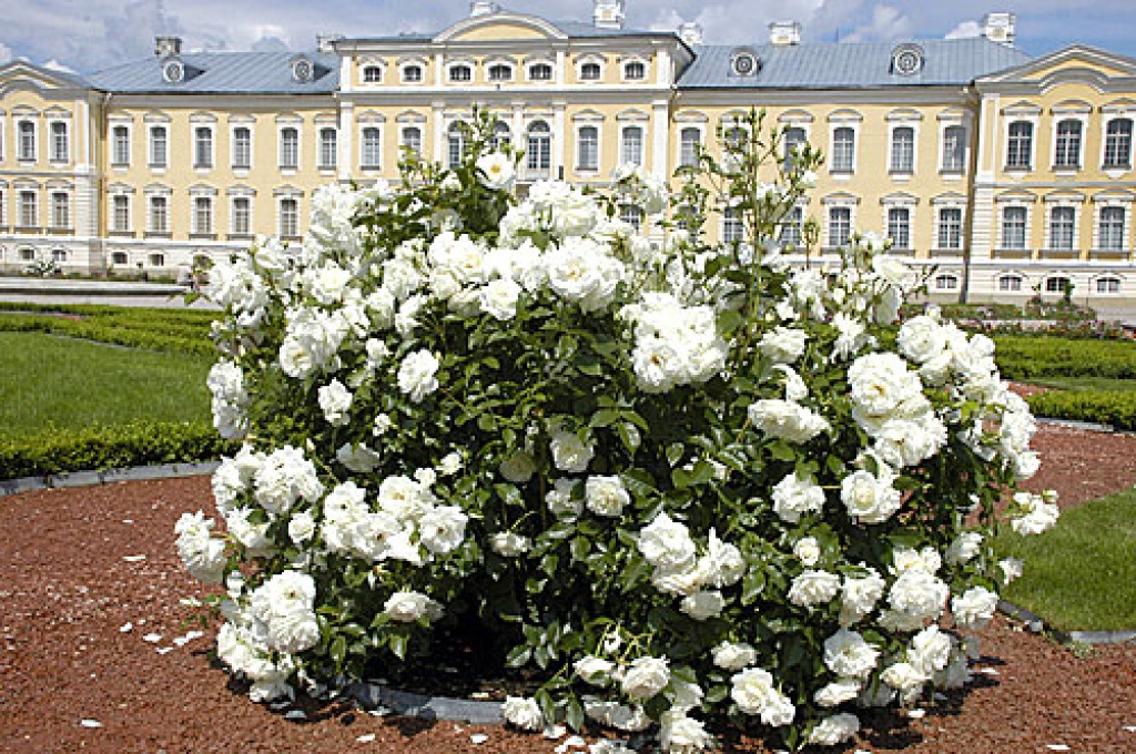 Laulāties varēs arī Rundāles pils parkā pie rožu krūmiem.
Autors: no «Bauskas Dzīves» arhīva.