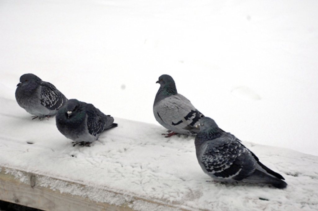 Baloži apspriežas, lai jauno vēsti nestu tālāk. Tomēr tie nav pasta baloži. Kā zināms, pasaulē ir ap 800 šo putnu šķirnes.