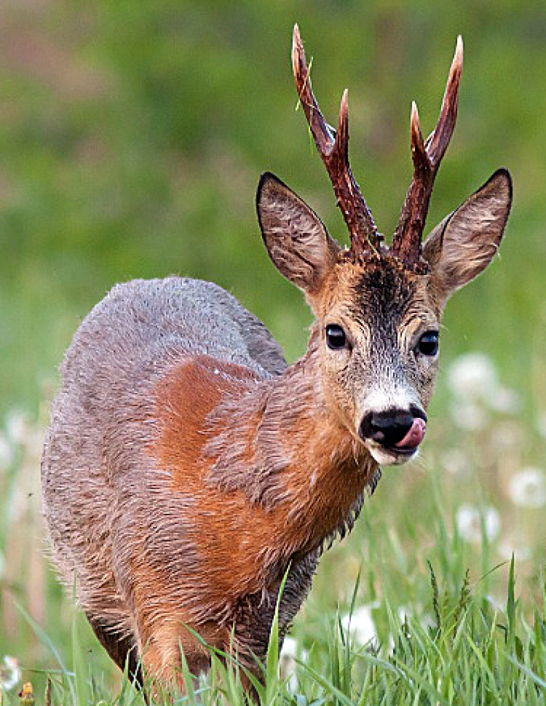 Attēlam ilustratīva nozīme.