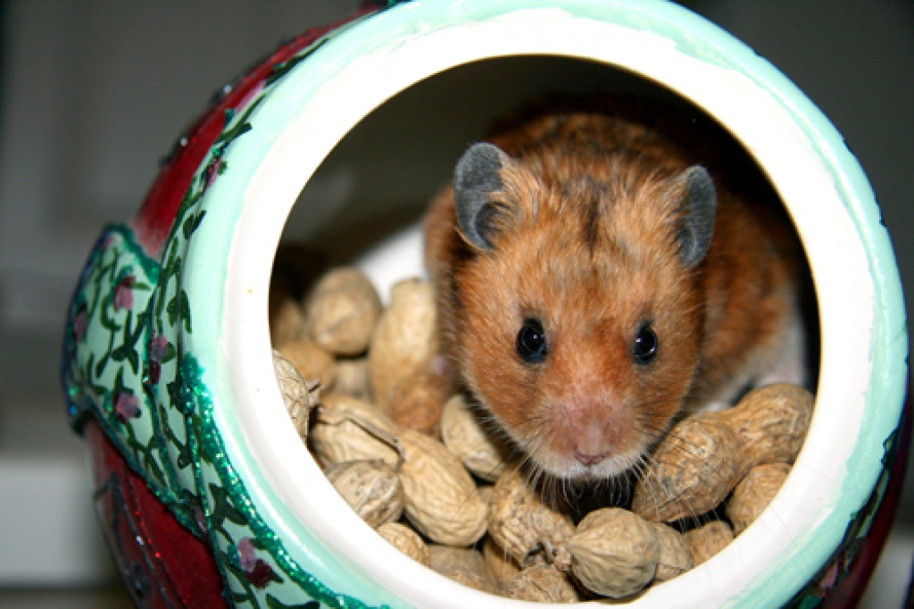 Cukurtraukā var slēpties ne tikai baltā saldviela, bet arī citi dārgumi, piemēram, kāmis.