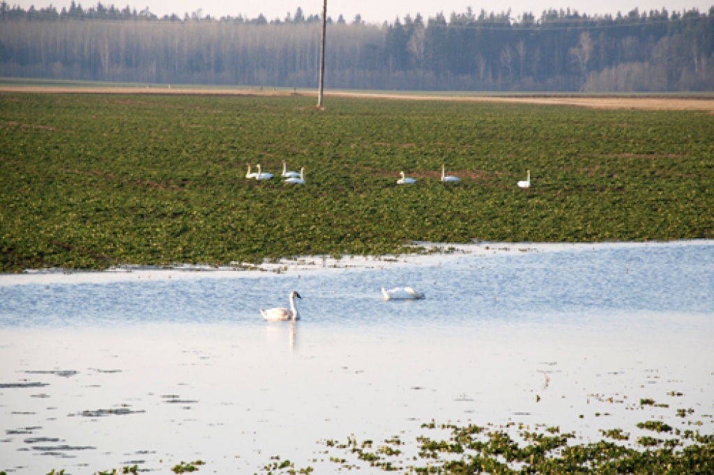Gulbji pirms aizlidošanas bija apmetušies Vecumnieku novada laukos.
