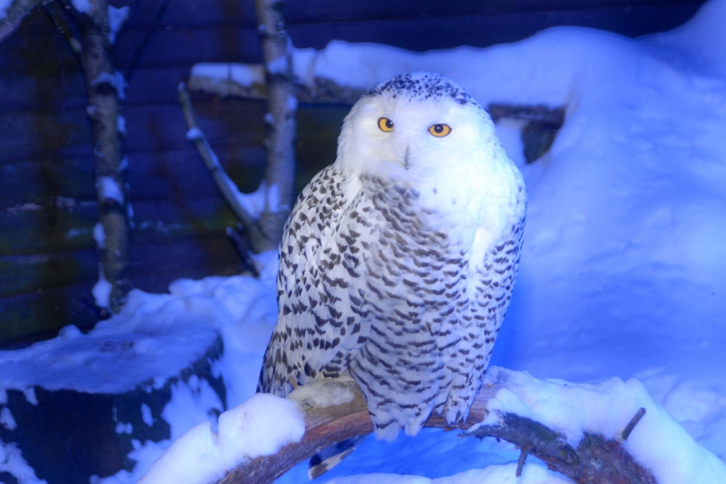 Fotoattēlam ilustratīva nozīme.
Autors: apollo.lv